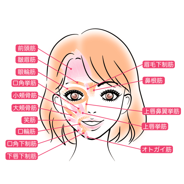表情筋の図解
