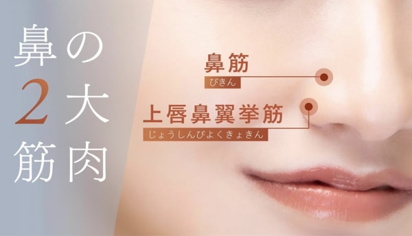 鼻の筋肉図