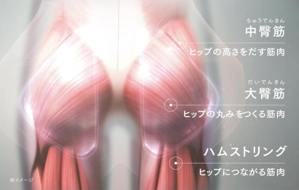 お尻にある筋肉の名前と図