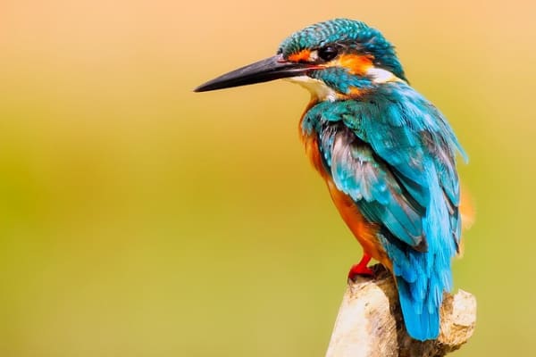 ズームで撮影した野鳥のポートレイト