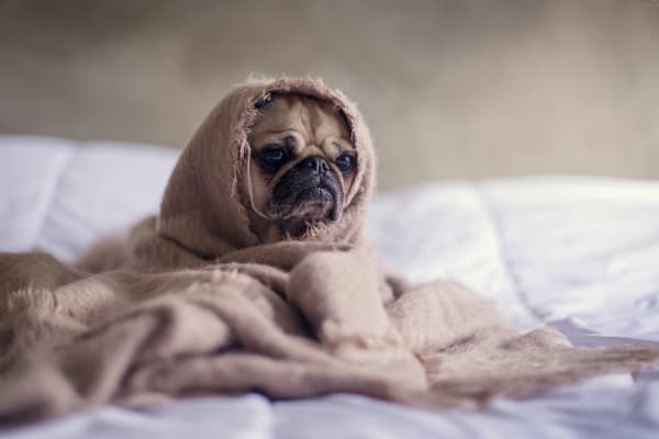 布団にくるまる犬